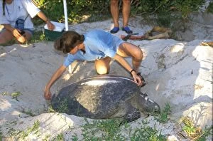 Green turtle - female laying. Researchers closely