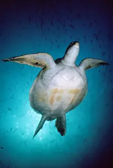 From Below Prints: Green Turtle - Galapagos Islands