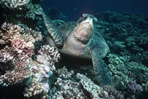 Green Turtle - Green turtle about to swim up from coral. The sores on its legs are where barnacles have been living