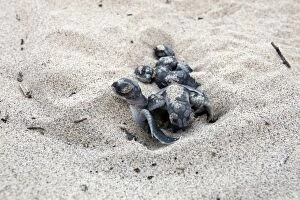 Images Dated 15th May 2008: GREEN TURTLE HATCHING