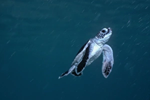 Images Dated 1st August 2005: Green Turtle, juvenile - New green turtle hatchling swim for its life into the open ocean where it