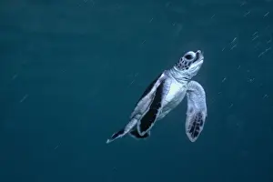 Green Turtle, juvenile - New green turtle hatchling swim for its life into the open ocean where it will drift for possibly 30 years before returning to the reef where it was born. Raine Island. Great barrier Reef