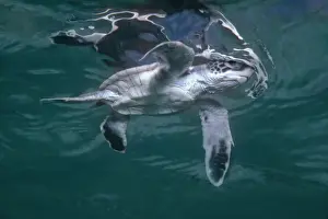 Hatchlings Prints: Green Turtle, juvenile - Newly hatched green turtle takes his first swim