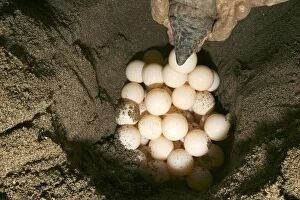 Images Dated 30th July 2003: Green Turtle - laying eggs Mayotte Island Indian Ocean