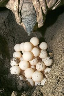 Images Dated 30th July 2003: Green Turtle - laying eggs Mayotte Island Indian Ocean
