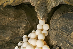 Images Dated 22nd July 2003: Green Turtle - laying eggs Mayotte Island Indian Ocean