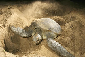 Images Dated 22nd July 2003: Green Turtle - laying eggs Mayotte Island Indian Ocean