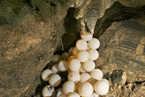Images Dated 22nd July 2003: Green Turtle - laying eggs Mayotte Island Indian Ocean