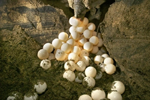 Images Dated 22nd July 2003: Green Turtle - laying eggs Mayotte Island Indian Ocean