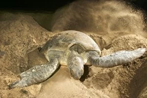 Images Dated 22nd July 2003: Green Turtle - laying eggs Mayotte Island Indian Ocean
