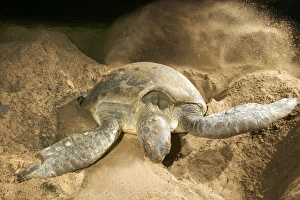 Images Dated 22nd July 2003: Green Turtle - laying eggs Mayotte Island Indian Ocean