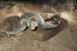 Images Dated 22nd July 2003: Green Turtle - laying eggs Mayotte Island Indian Ocean