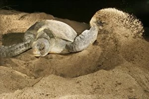 Images Dated 22nd July 2003: Green Turtle - laying eggs Mayotte Island Indian Ocean