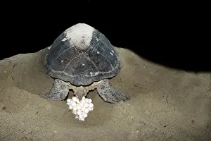 Turtle Prints: Green Turtle - laying eggs Mayotte Island Indian Ocean