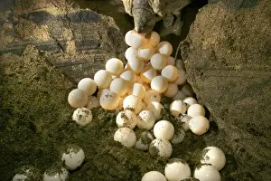 Green Turtle - laying eggs Mayotte Island Indian Ocean