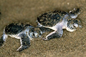 Central America Collection: Green Turtle - pair of hatchlings Toruguero, Costa Rica