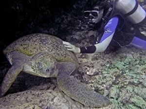 Green Turtle - a researcher checking on a female