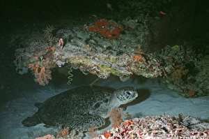 Images Dated 30th December 2005: Green Turtle - resting in a coral cave on the Great Barrier Reef, Australia