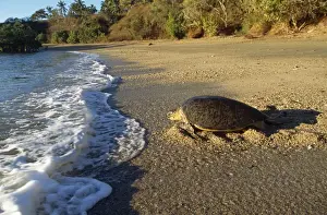 Mayotte Prints: Green Turtle - Returning to sea after egg laying Mayotte Island Indian Ocean