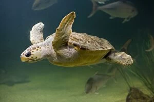 Green turtle - swimming