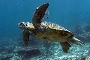 Images Dated 12th December 2008: Green Turtle swimming