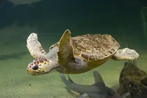 Captivity Prints: Green turtle swimming - Aquariumgalicia Reboredo Galicia Spain
