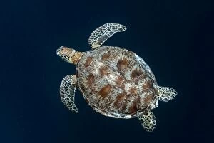 Images Dated 15th December 2006: Green Turtle swimming in blue water