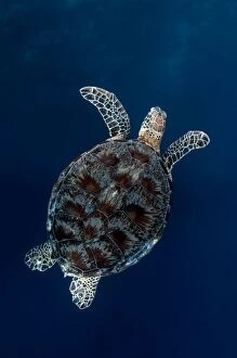 Green Turtle swimming in blue water