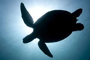 Green Turtle swimming in blue water in silhouette