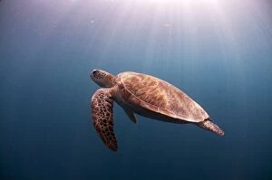 Images Dated 14th December 2006: Green Turtle swimming in blue water with sun rays