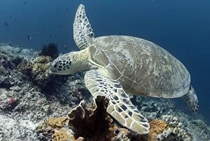 Green Turtle swimming over coral reef