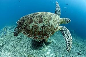 Green Turtle swimming over damaged coral