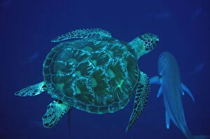 Images Dated 24th July 2019: Green Turtle - swimming - Too Many Fish dive site, Pulau Koon, central Moluccas