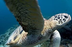 Green Turtle swimming over reef
