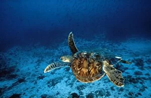GREEN TURTLE - swimming underwater