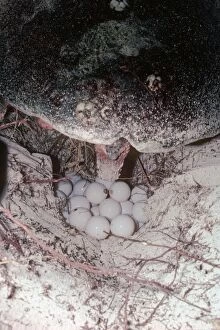 Images Dated 1st August 2005: Green Turtle - Turtle is laying eggs in a hole it has dug in the sand at night