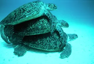 Seabed Prints: Green Turtles VT 2119 Mating Chelona midas © Ron & Valerie Taylor / ARDEA LONDON