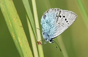 Blues Collection: Green-underside Blue Butterfly - on flower - France