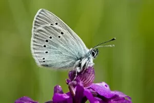 Blues Collection: Green-underside Blue butterfly - on a Green-winged Orchid (Orchis morio); Gargano, Italy