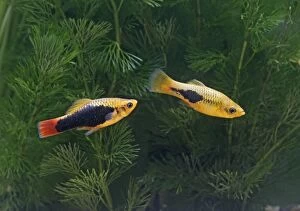 Images Dated 13th December 2005: Green variatus platy – pair side view- tropical freshwater - variant 002659
