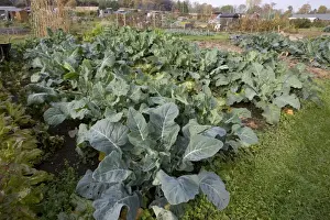 Green vegetables growing on local allotment near Chipping Campden Cotswolds UK