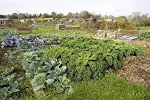 Green vegetables growing on local allotment near Chipping Campden Cotswolds UK