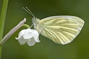 Butterflies & Insects Gallery: Green Veined White Butterfly
