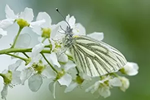 Bird Cherry Gallery: Green-veined White Butterfly - resting on flowers of bird cherry