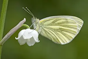 England Prints: Green Veined White Butterfly - resting on Lily of the Valley flower - May - Cannock - England