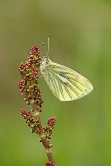 Cannock Chase Prints: Green Veined White Butterfly - resting on vegetation in meadow - May - Cannock Chase - Staffordshire - England