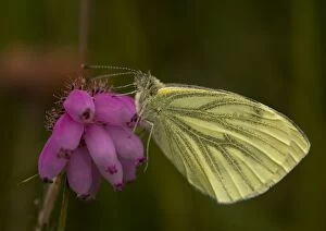 Green-Veined White Butterfly - side view