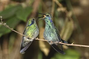 Green Violet-ear Hummingbird - feeds juvenile