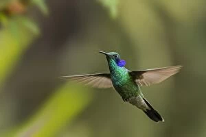 Green Violetear, flying, Chicaque Natural Park, Colombia