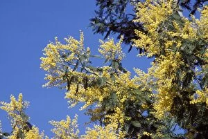 Images Dated 25th April 2007: Green Wattle Flowery bough
